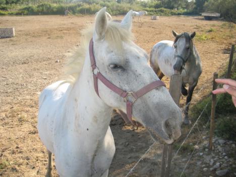 Camargue070.jpg   36kb   26.03.2021 22:22:38
