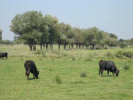 Camargue099.jpg   31kb   26.03.2021 22:22:41